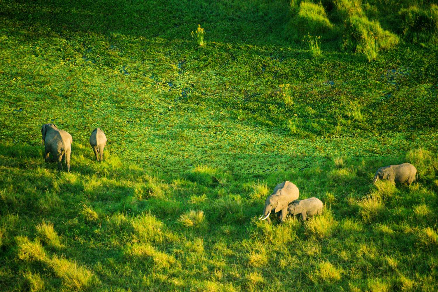 Aerial view of African elephant families moving across the Maasai Mara ecosystem Kenya