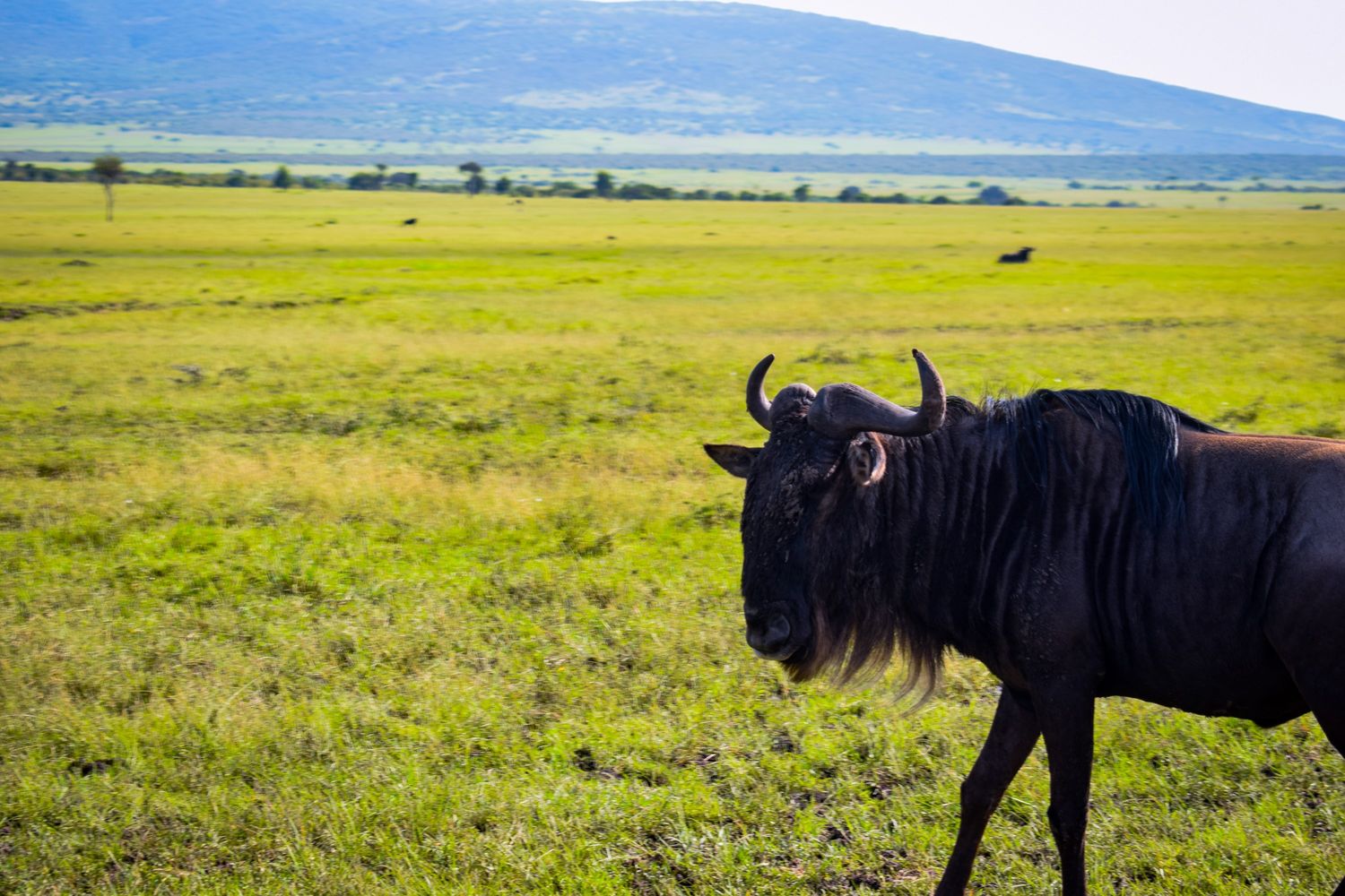 Safari game drive vehicle on the open plains of Amboseli National Park with wildlife sightings near Kilimanjaro