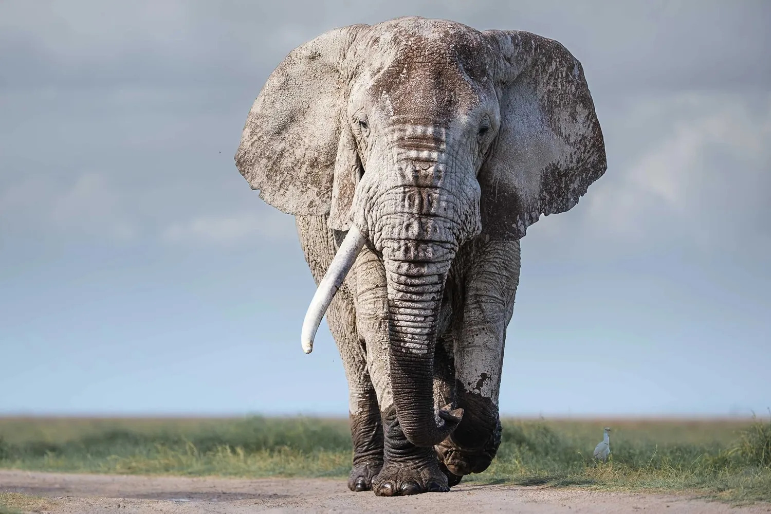 Elephants raising dust clouds on Amboseli plains with Mount Kilimanjaro backdrop, Kenya