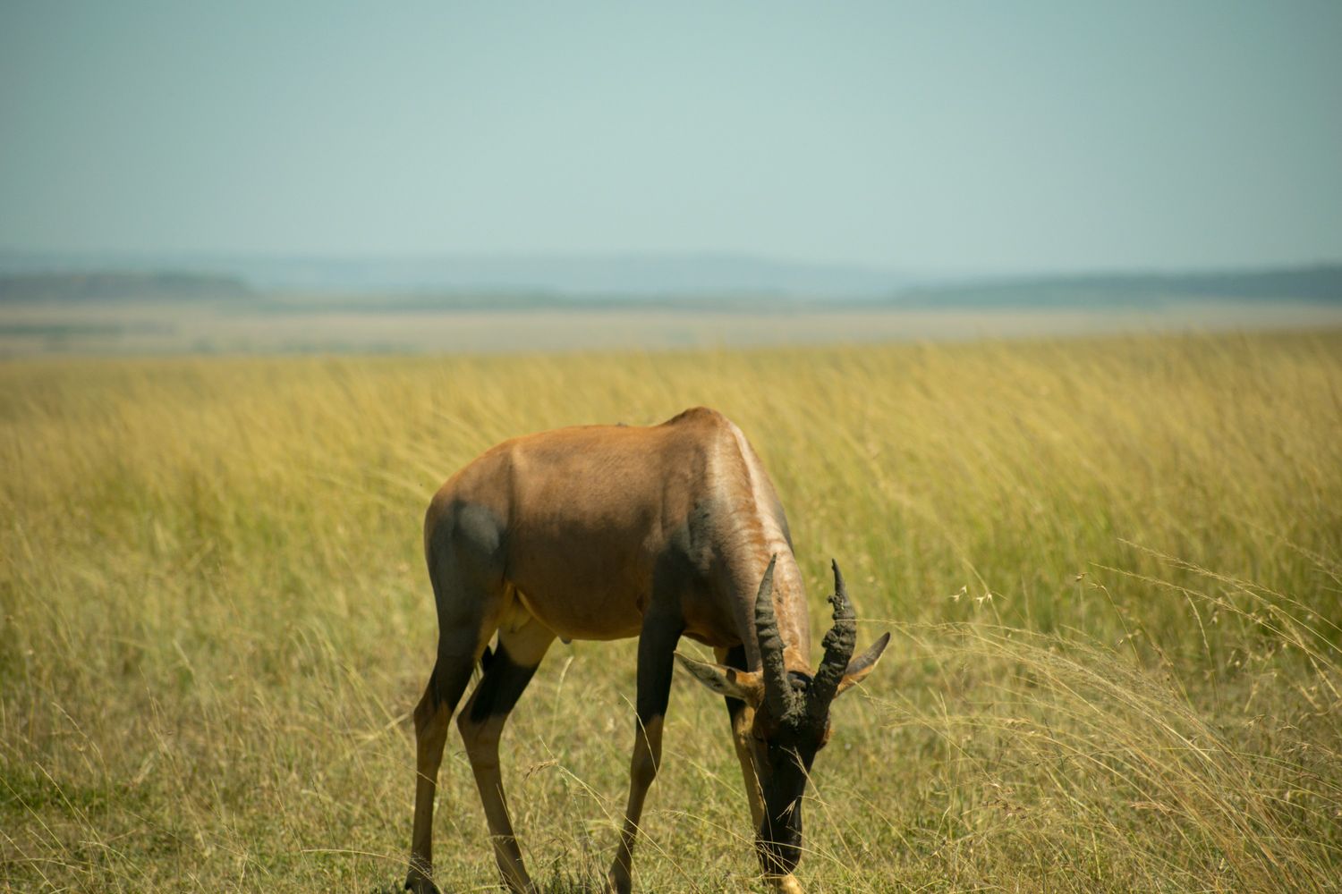 Open savannah plains of Amboseli National Park at dawn with grazing wildlife, Kenya
