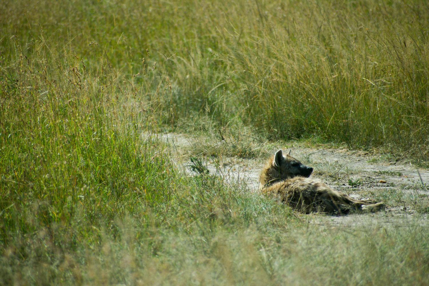 Wildlife relaxing on the open grasslands of Maasai Mara National Reserve Kenya