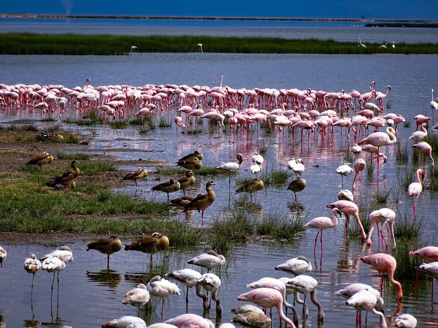 Flamingos and wading birds at Amboseli wetlands fed by Mount Kilimanjaro snowmelt, Kenya