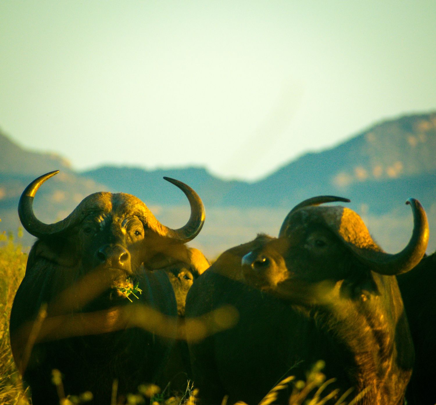 African buffalo herd on game drive in Kenya's Tsavo West National Park during Bush and Beach safari