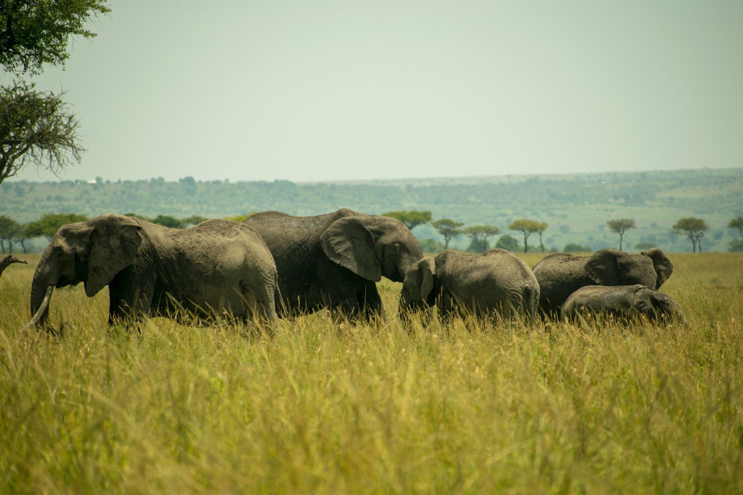 Elephant family crossing Amboseli wetlands with Kilimanjaro snow-capped peak in the background, Kenya