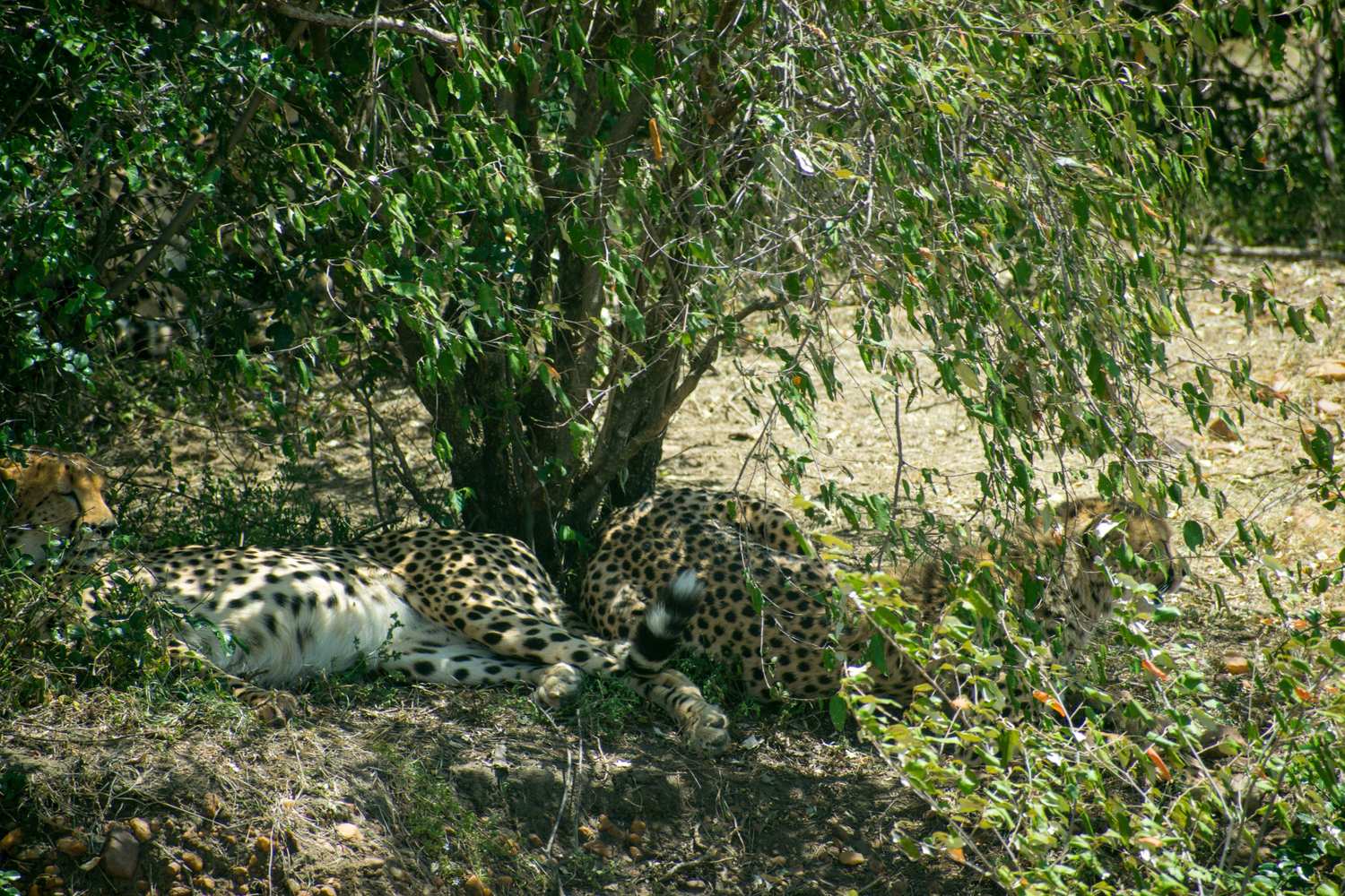 Leopard resting in golden savannah grass during a game drive, Amboseli National Park Kenya