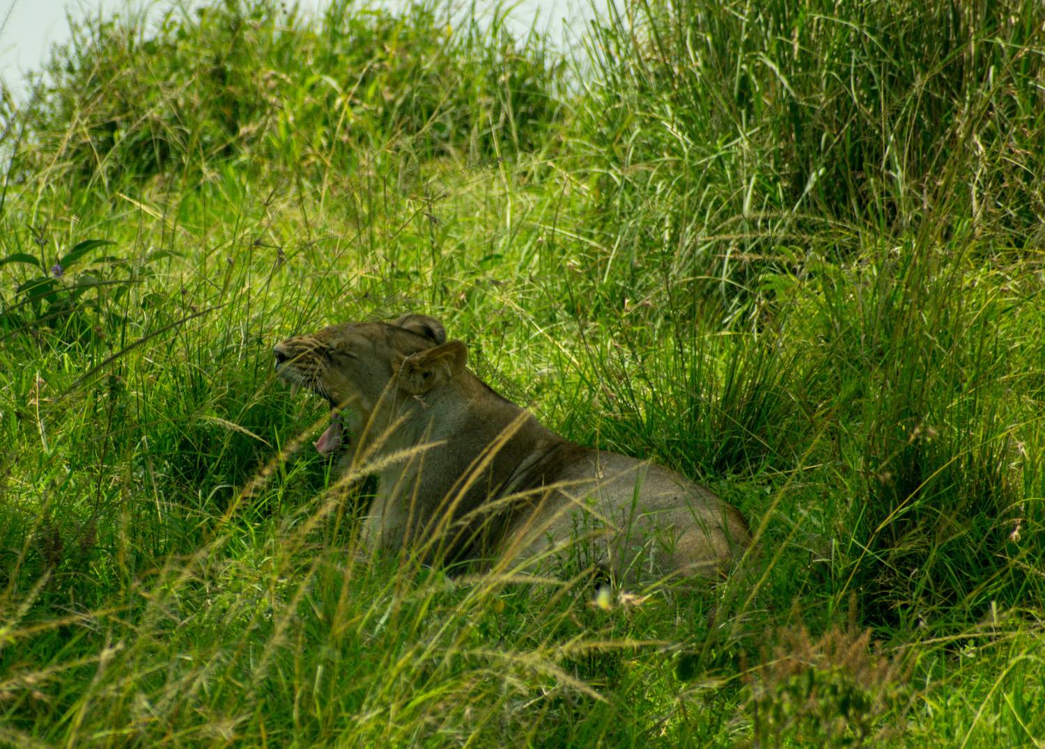 Lion pride resting on open plains of Amboseli National Park at golden hour, Kenya