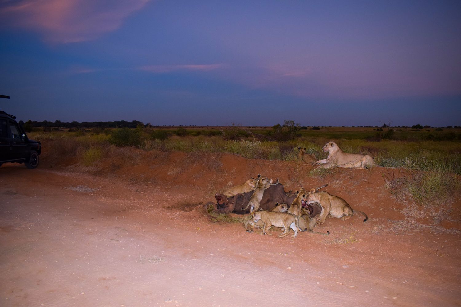 Maasai Mara savannah at golden dusk with acacia trees silhouetted against the sky Kenya