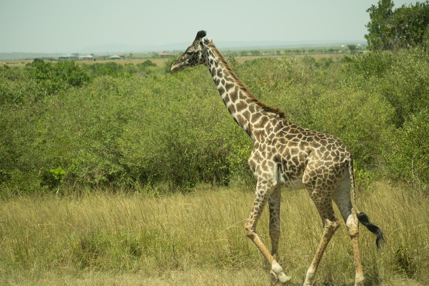 Reticulated giraffe on the savannah of Amboseli National Park, Kenya