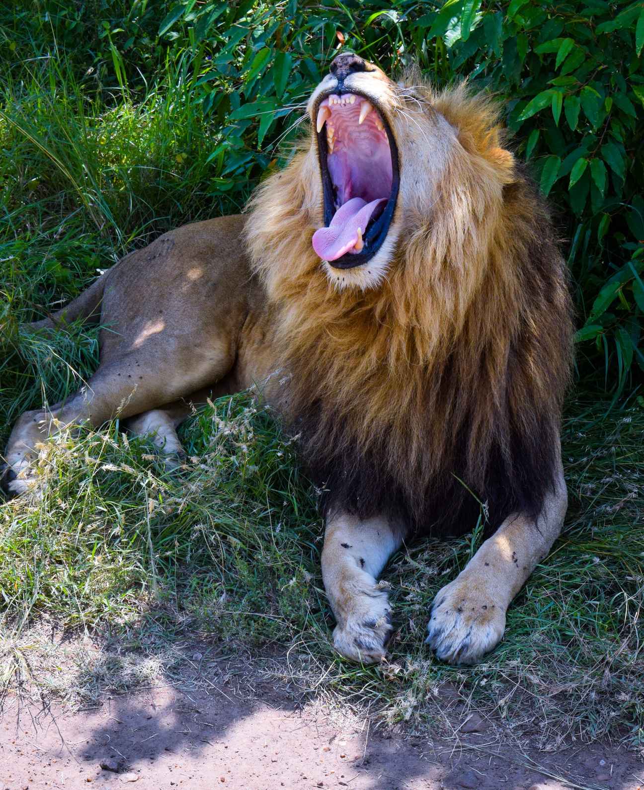 Mane-less lion resting on the open plains of Tsavo East National Park Kenya