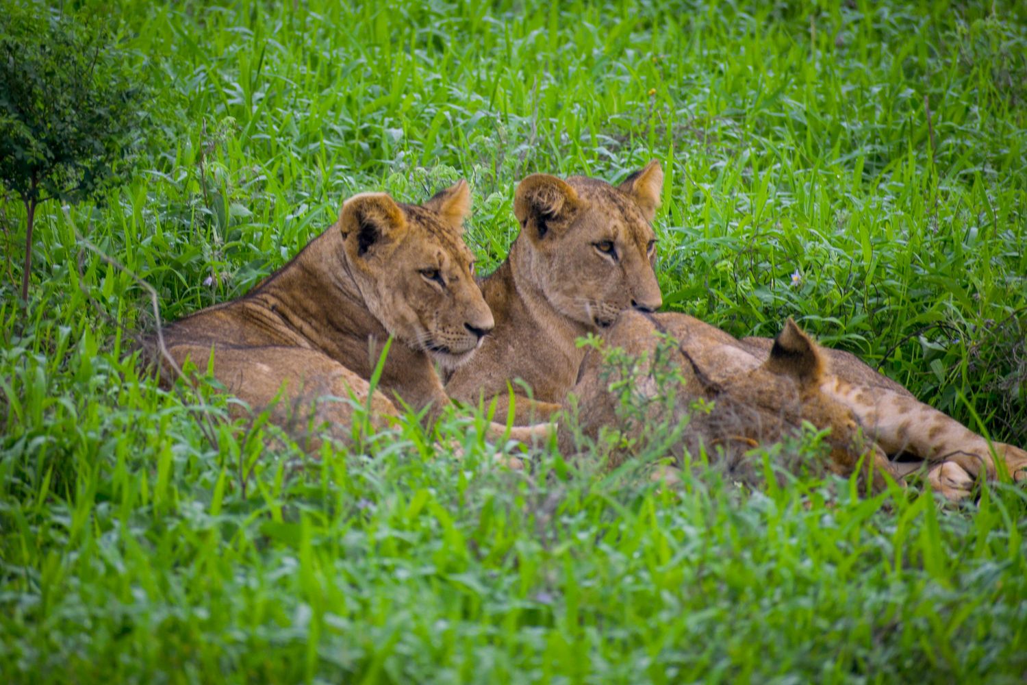 Lion pride resting together on the open plains of Maasai Mara National Reserve Kenya