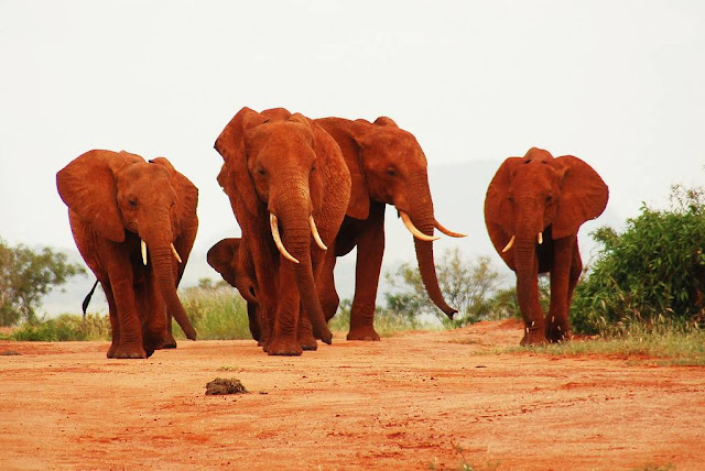 African elephants on the plains of Amboseli National Park with Mount Kilimanjaro's snow-capped peak in the background, Kenya
