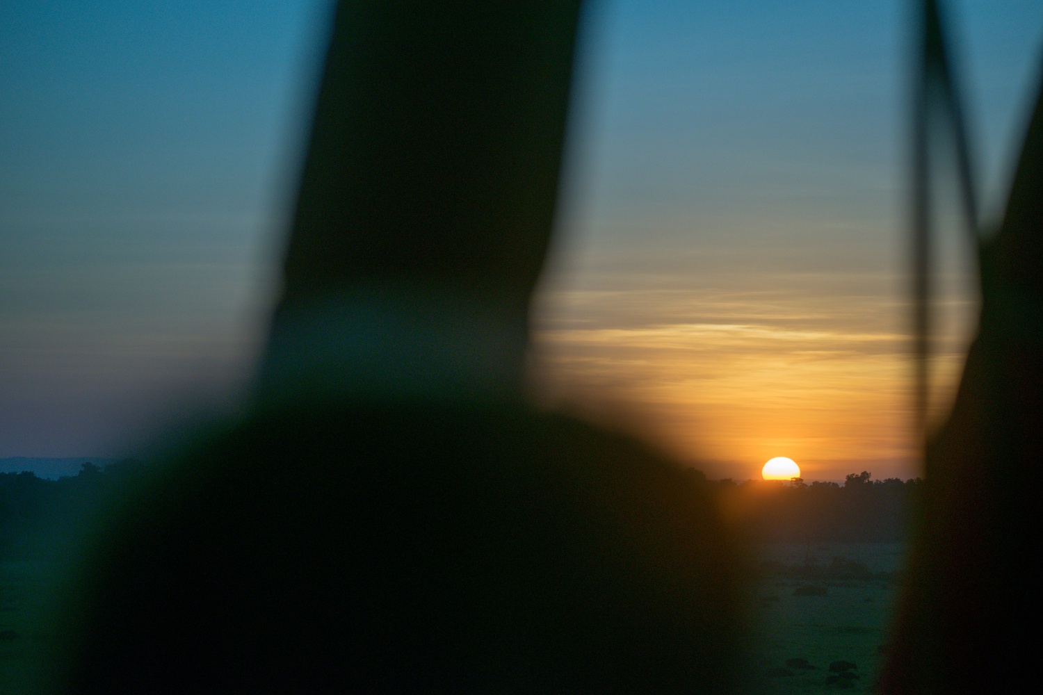 Sunrise over Amboseli National Park Kenya with acacia trees silhouetted against golden sky