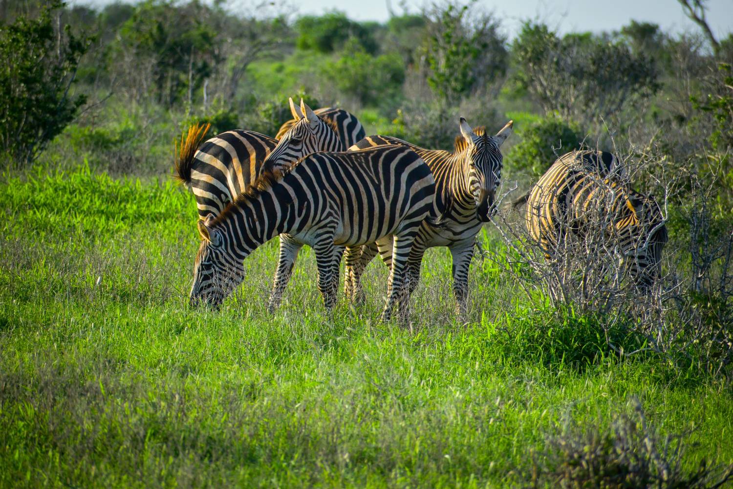 Plains zebra at dawn in Tsavo East National Park Kenya